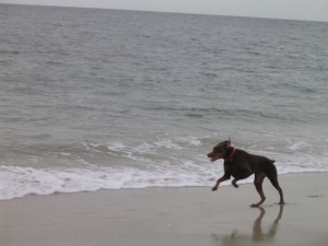 Photo Atticus at Beach